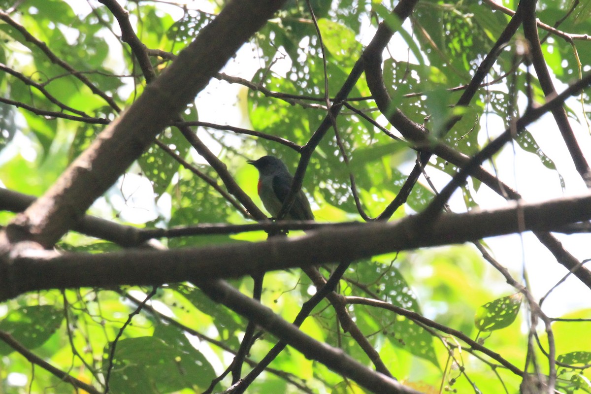 Buru Flowerpecker - ML42379041