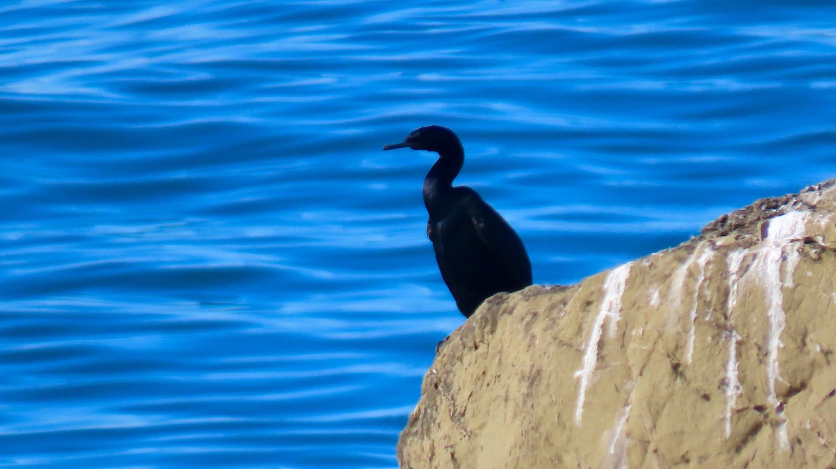 Pelagic Cormorant - ML423791491