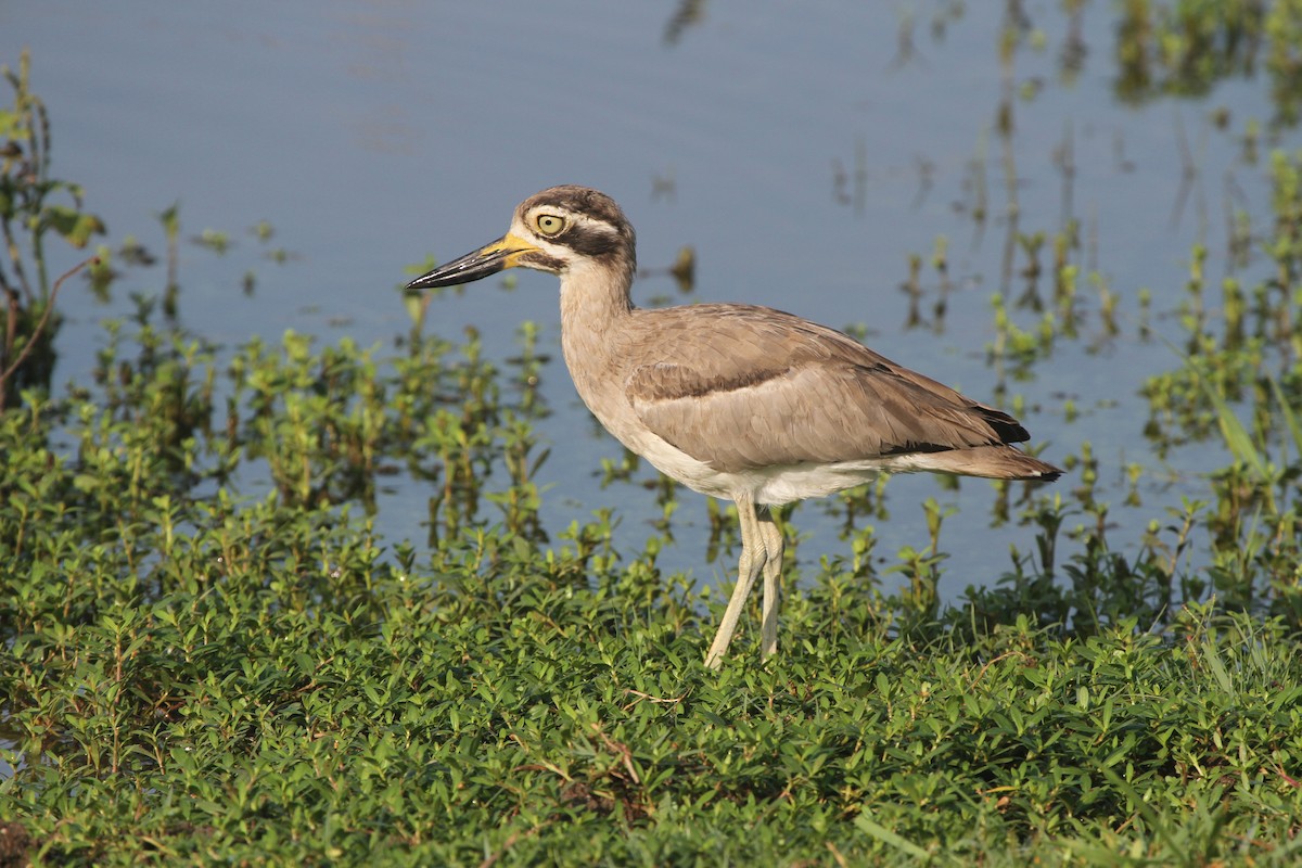 Great Thick-knee - ML42379171