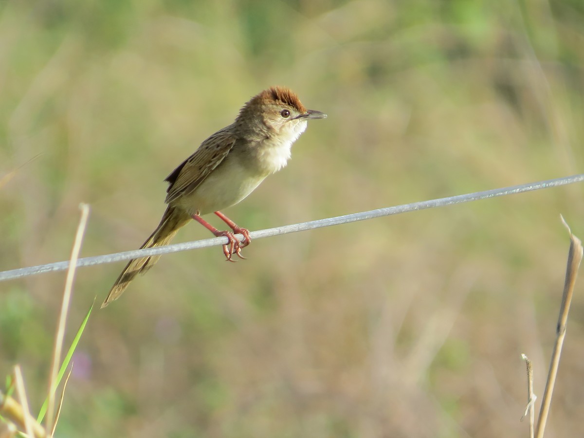 Tawny Grassbird - ML423792621