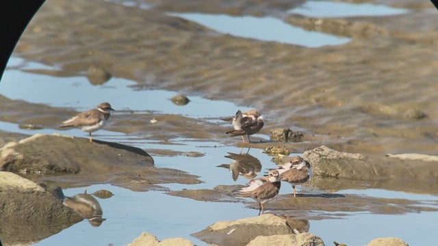 Semipalmated Plover - ML423793191