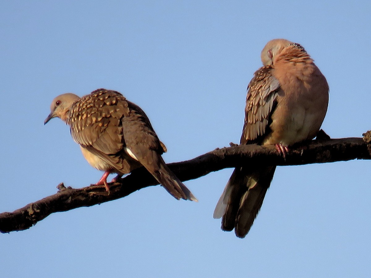 Spotted Dove - ML423793201