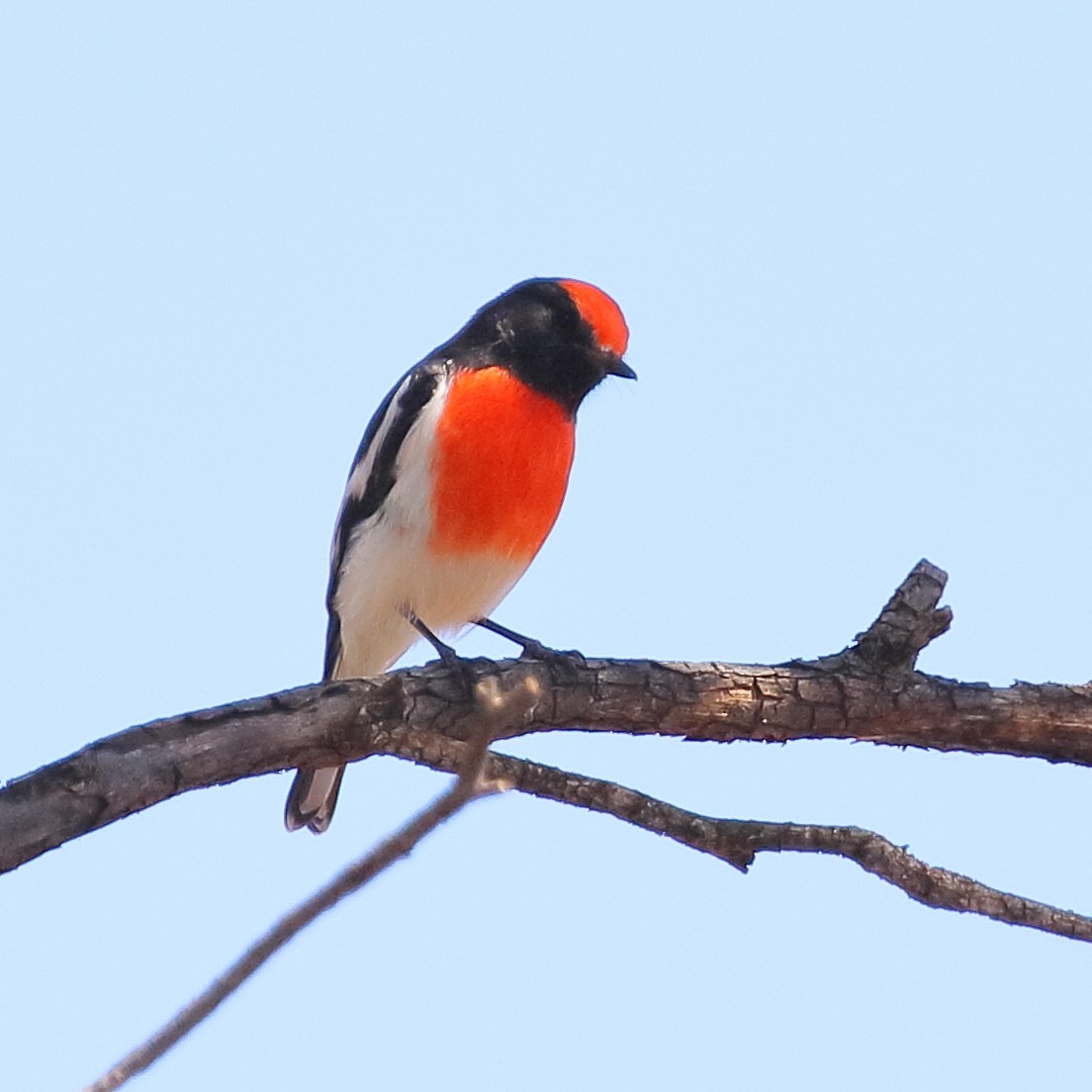Red-capped Robin - ML423794061