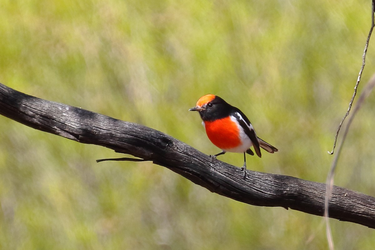 Red-capped Robin - ML423794071