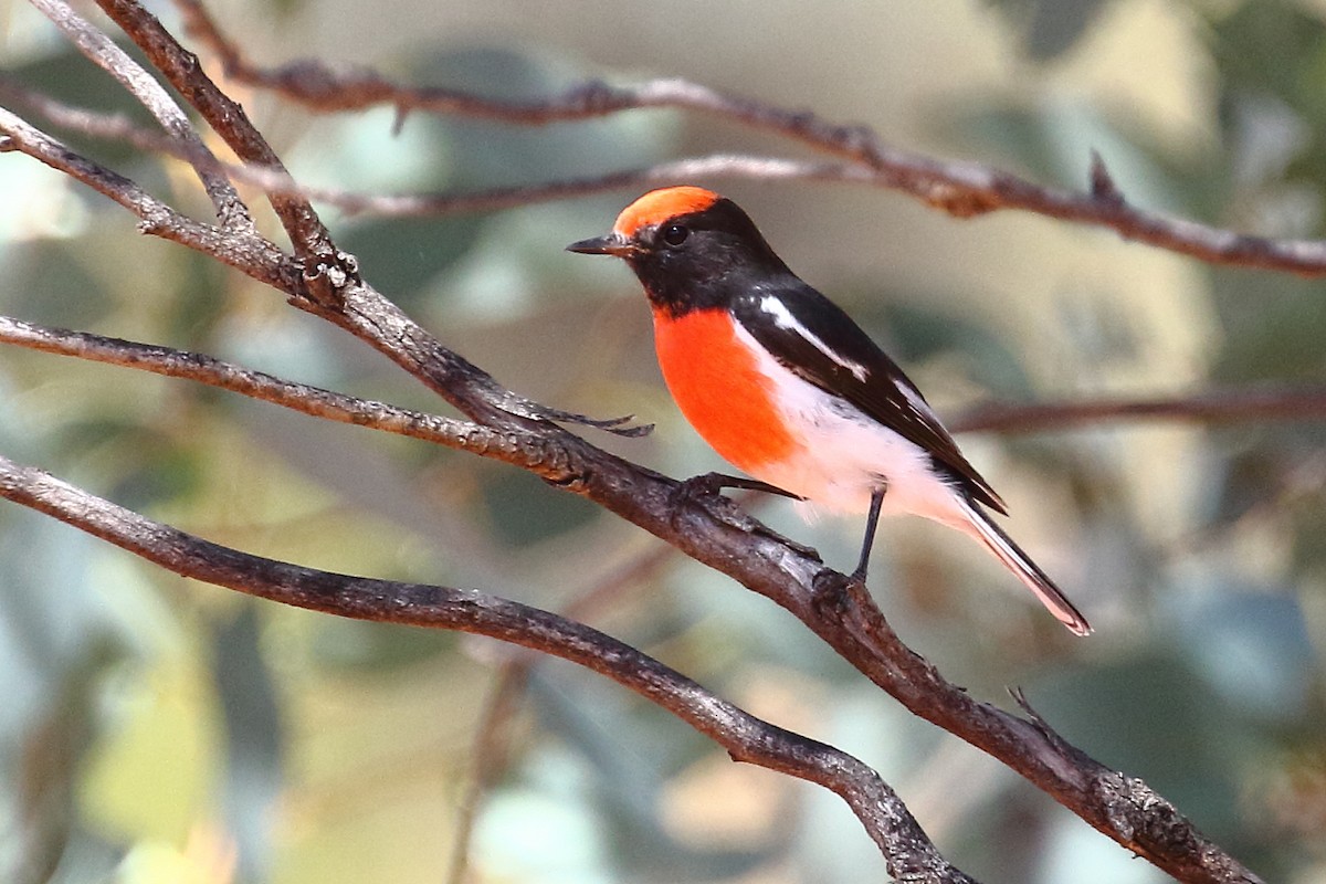 Red-capped Robin - ML423794081