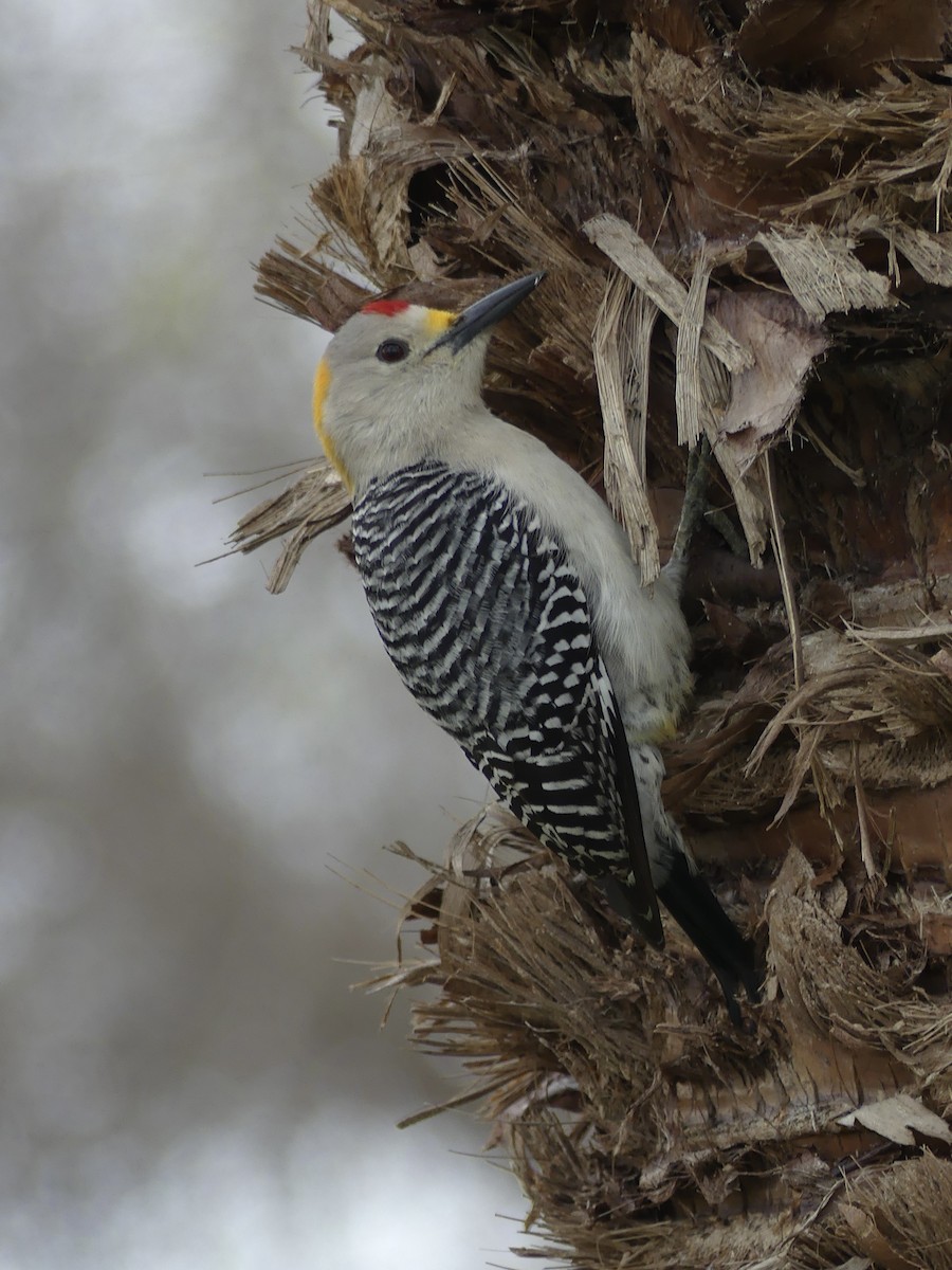 Golden-fronted Woodpecker - ML423795991