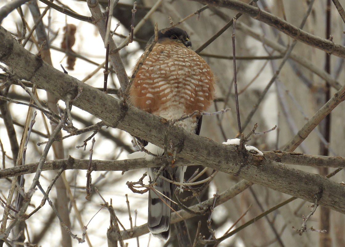 Sharp-shinned Hawk - Thomas Schultz