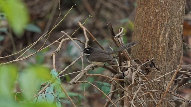 Kömürcü Katmerkuyruk - ML423801061