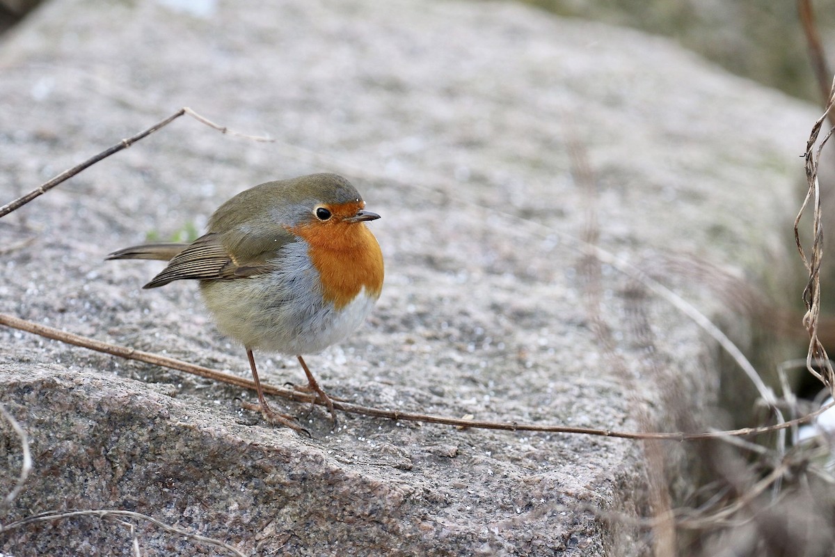 European Robin - ML423802291