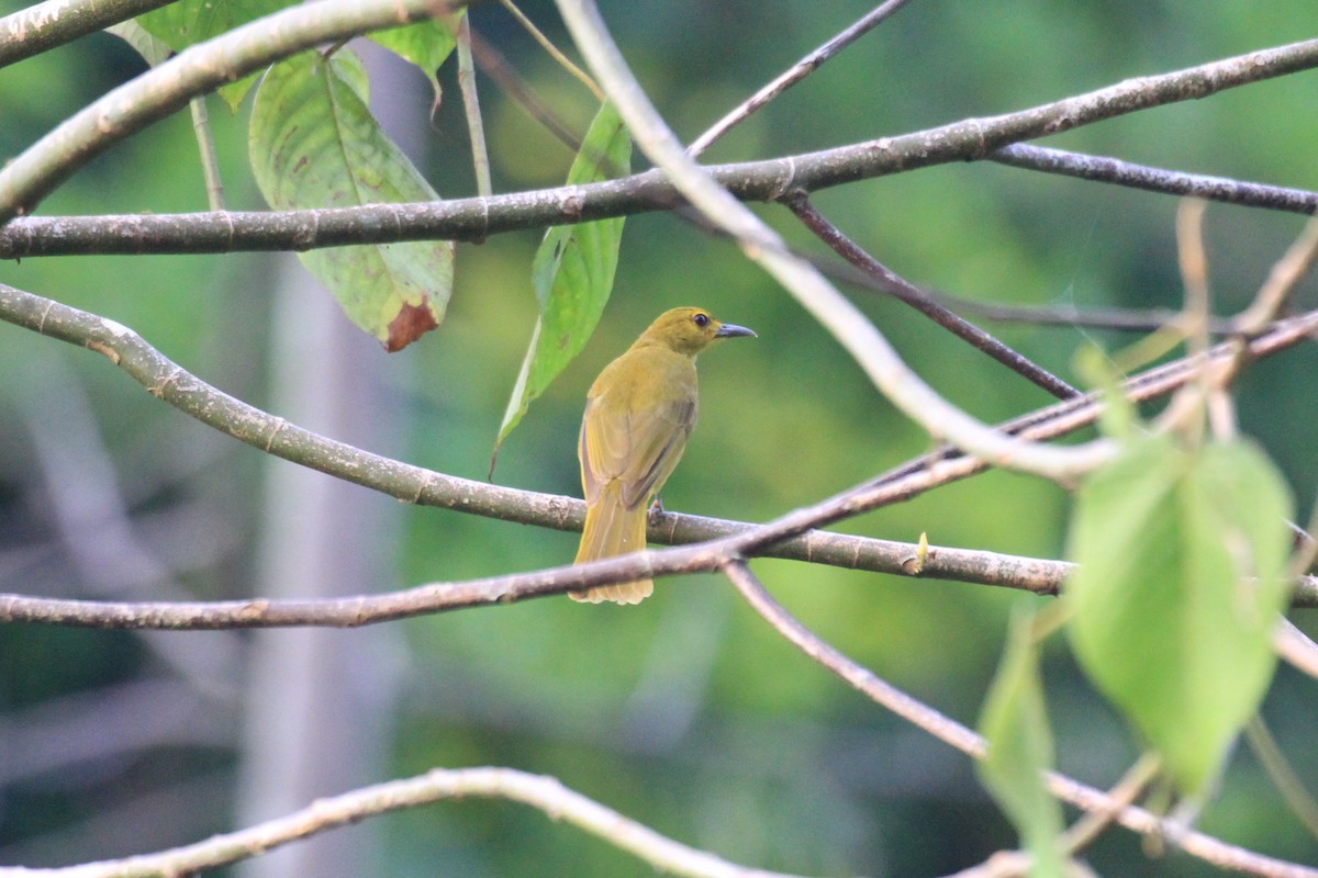 Buru Golden-Bulbul - Charles Davies
