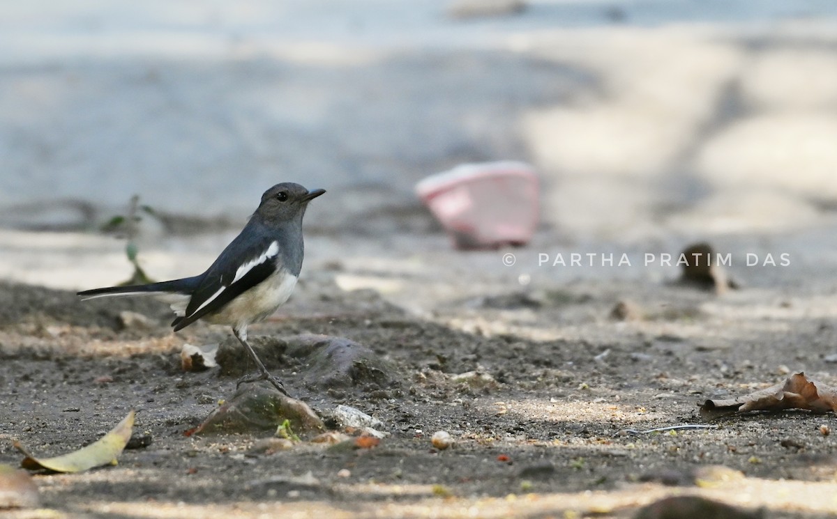 Oriental Magpie-Robin - ML423803491