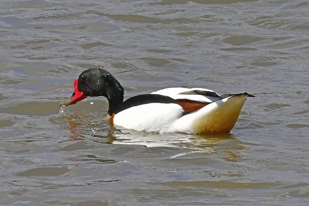 Common Shelduck - ML423804461