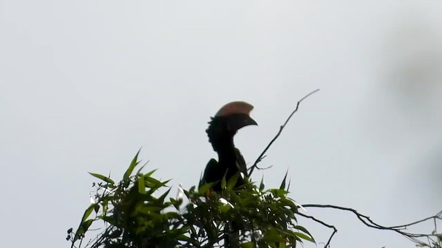 Cálao Cariplateado - ML423805211