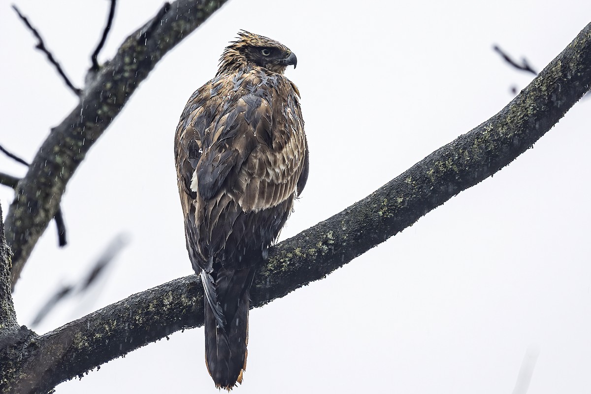 Mountain Hawk-Eagle - Su Li