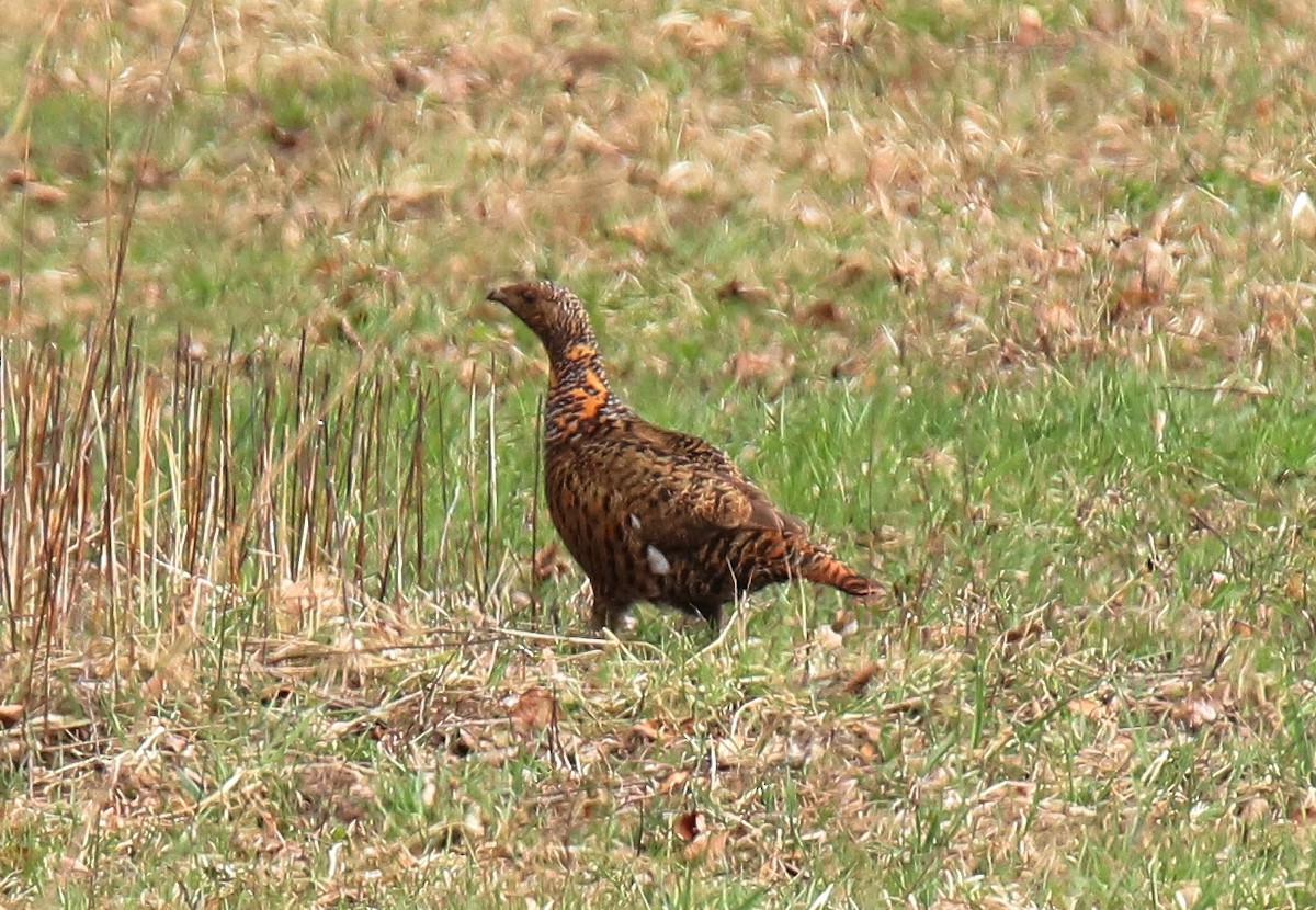 Western Capercaillie - ML423807391