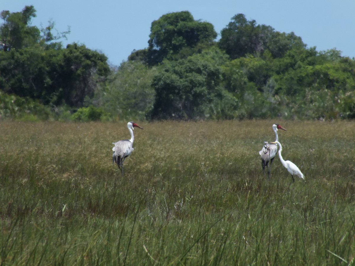 Wattled Crane - ML423807421