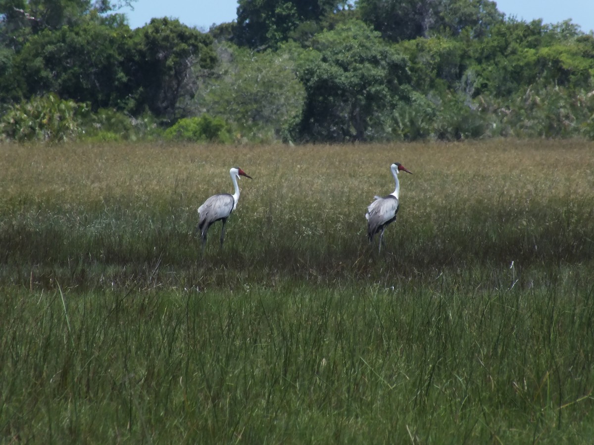 Wattled Crane - ML423807481