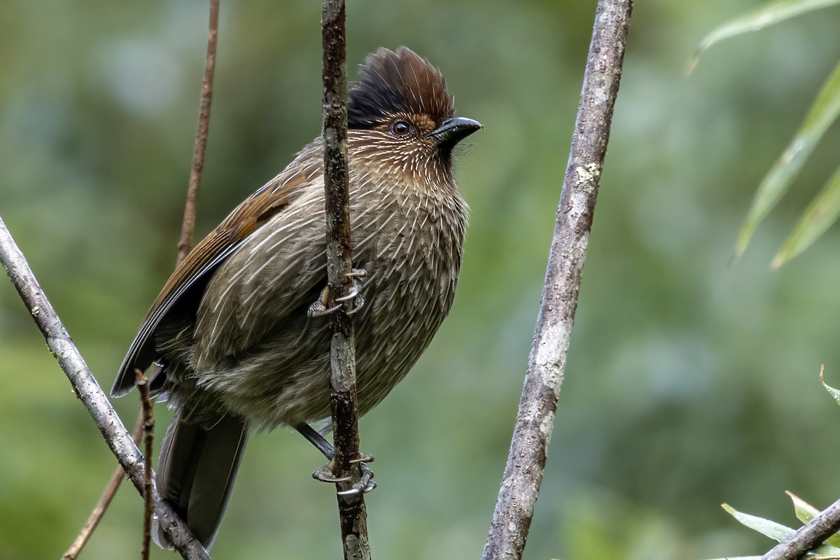 Striated Laughingthrush - Su Li