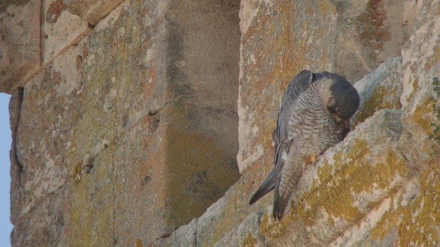 Halcón Peregrino (grupo peregrinus) - ML423808061