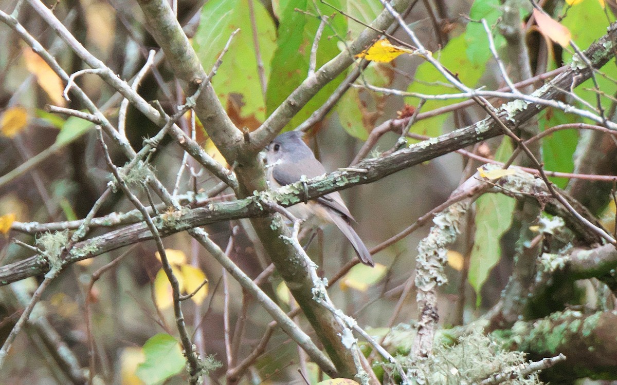 Tufted Titmouse - ML42380861