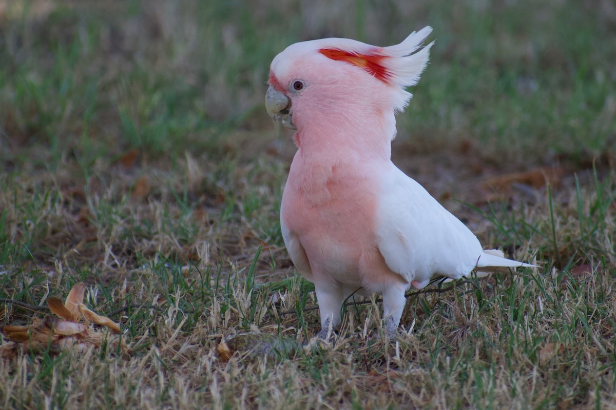 Pink Cockatoo - Lance Rathbone