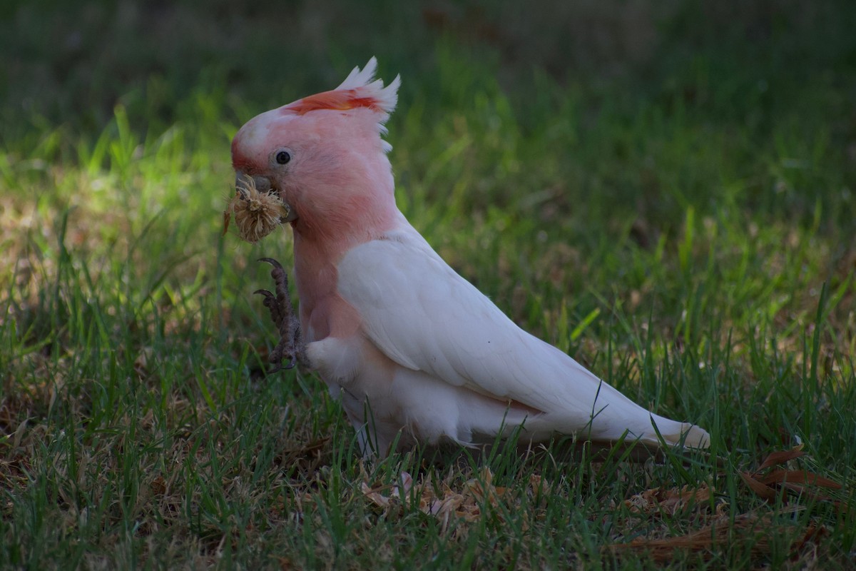 Pink Cockatoo - Lance Rathbone