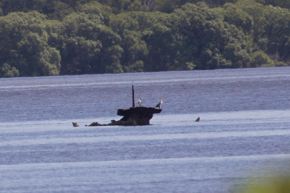 Pied Cormorant - ML423811781