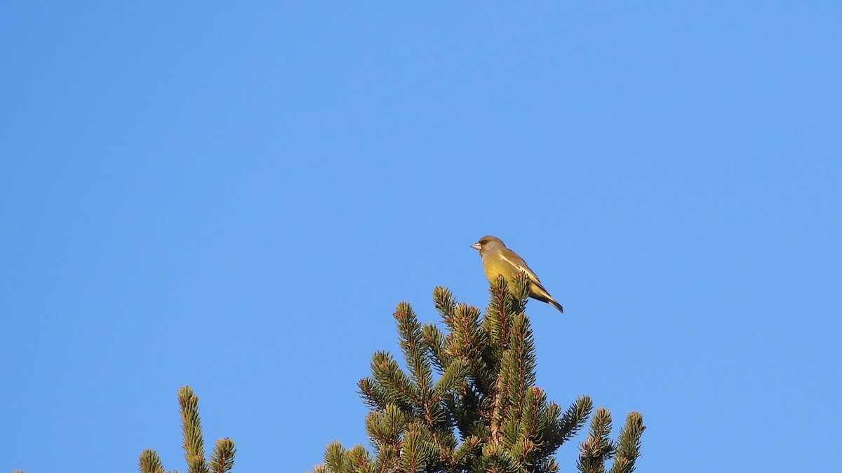 European Greenfinch - ML423813771