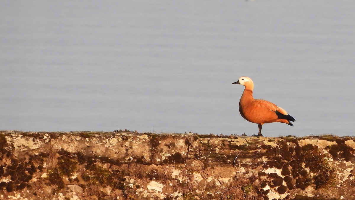 Ruddy Shelduck - ML423813781