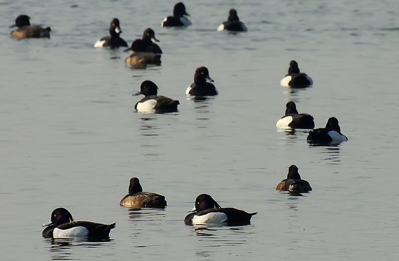 Tufted Duck - ML423814001