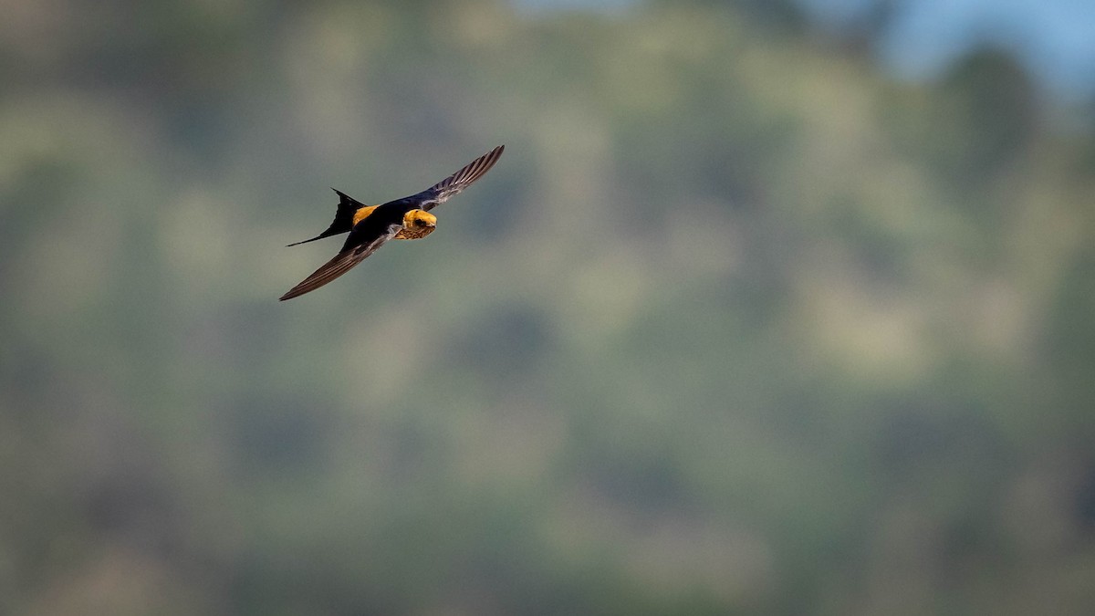 Lesser Striped Swallow - Michael Riffel