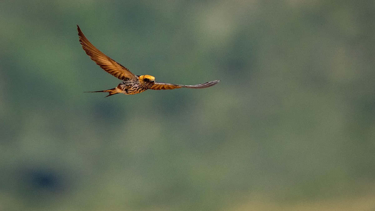 Lesser Striped Swallow - Michael Riffel