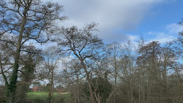 Pouillot véloce - ML423816131