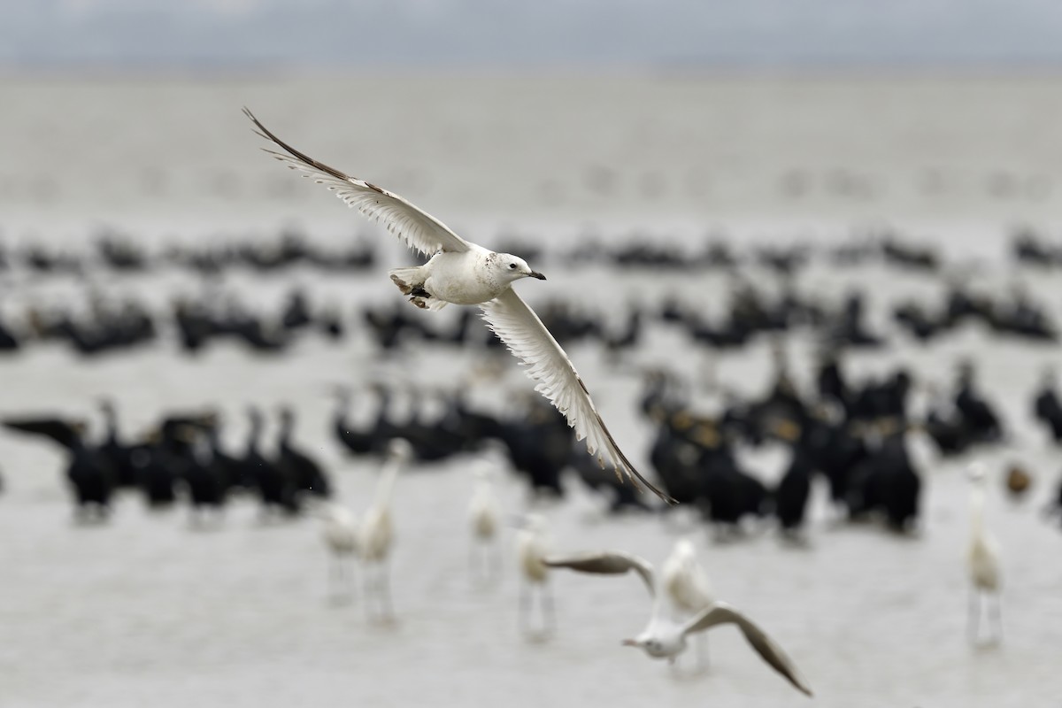 Gaviota Relicta - ML423816331