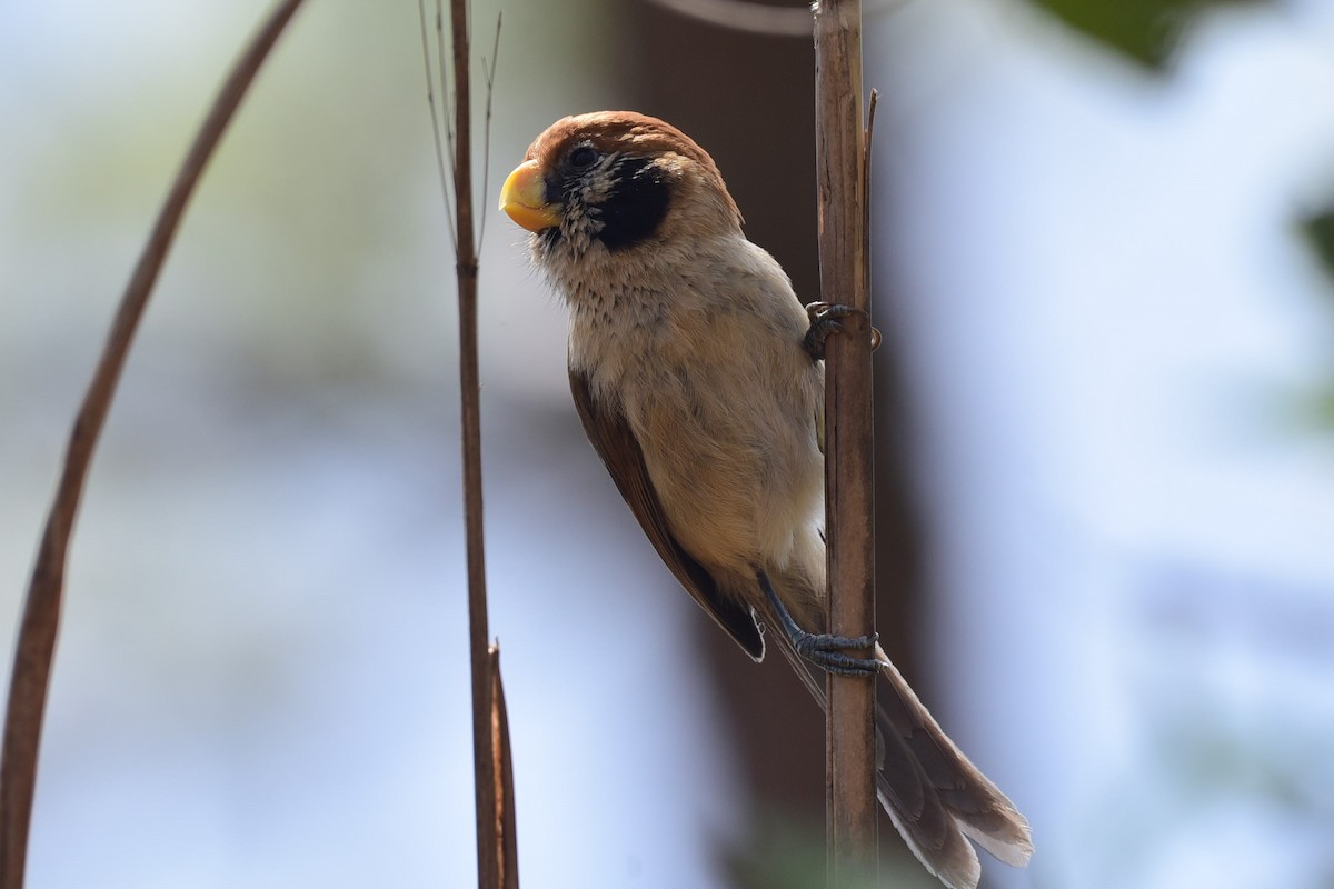 Spot-breasted Parrotbill - ML423817501