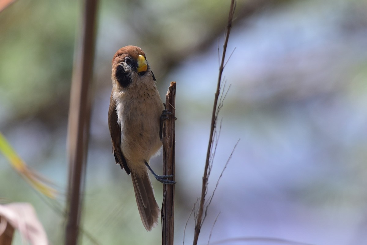 Spot-breasted Parrotbill - ML423817511