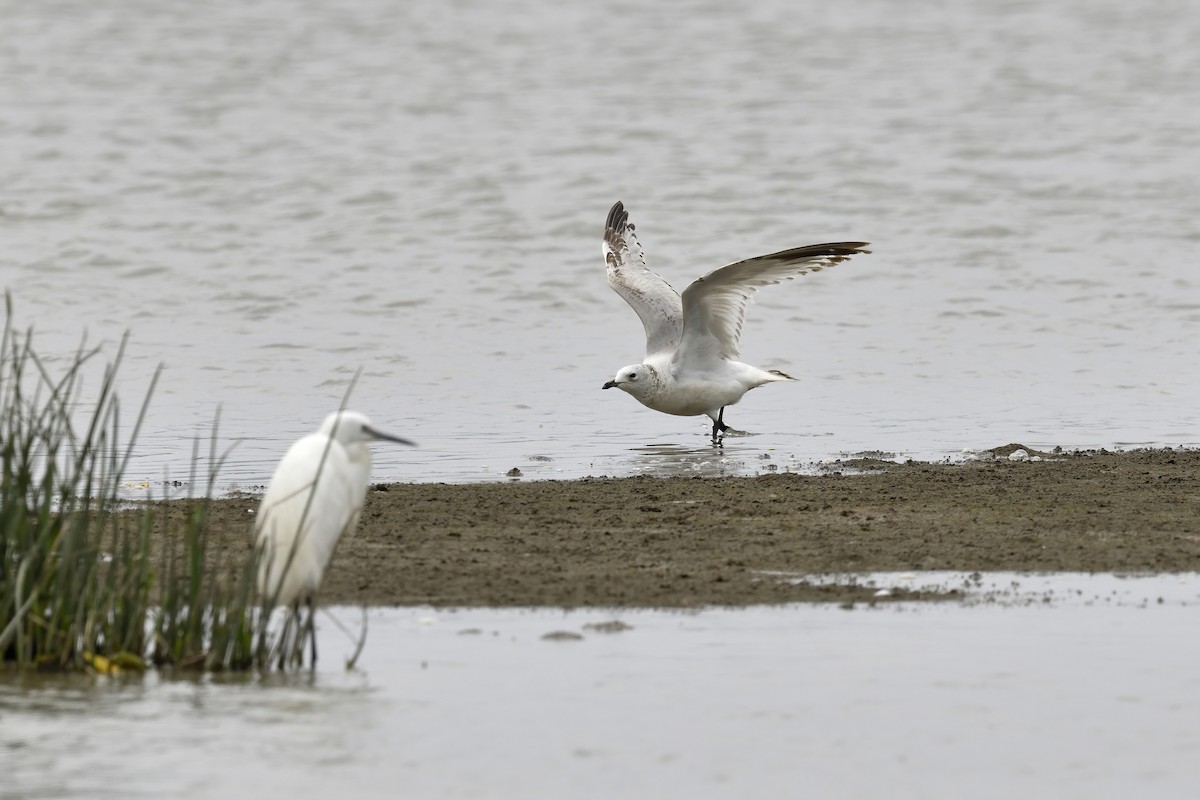 Relict Gull - ML423817601