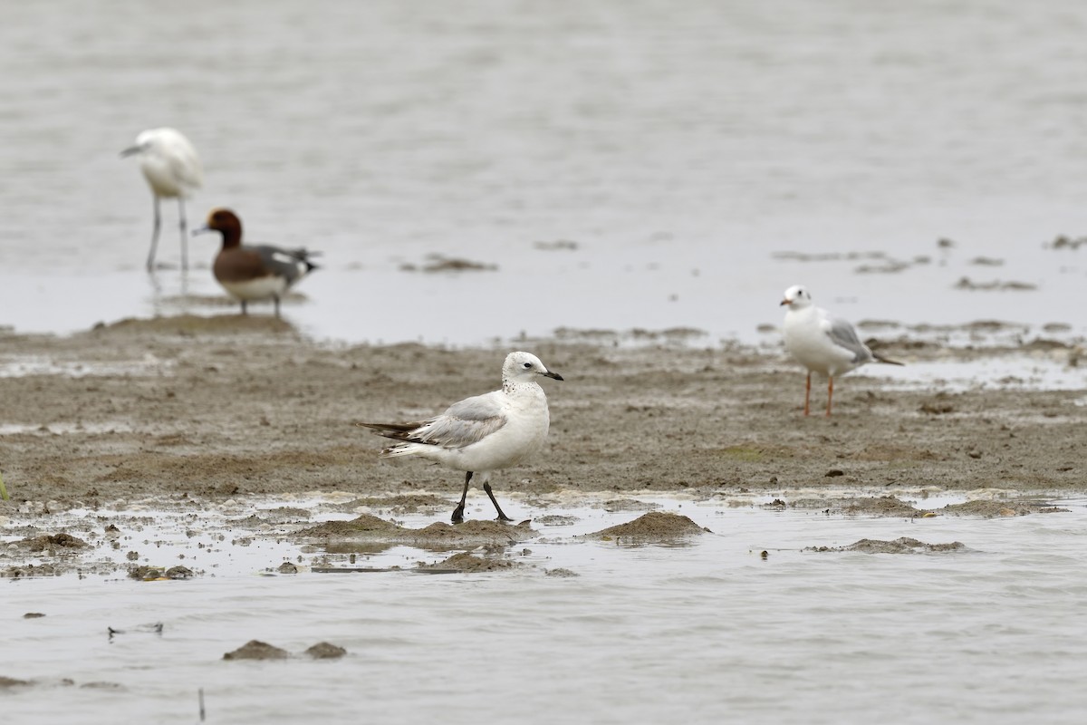 Gaviota Relicta - ML423817611