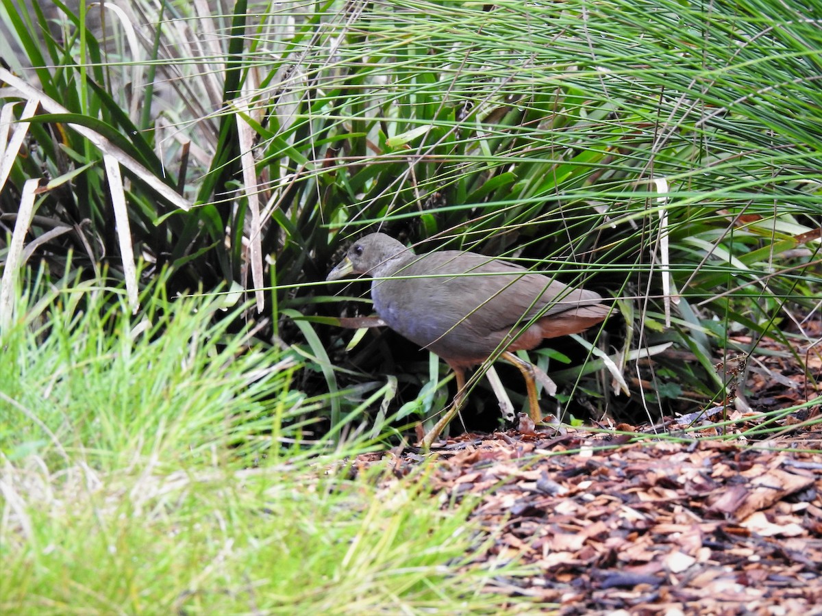 Pale-vented Bush-hen - Gary Crouch