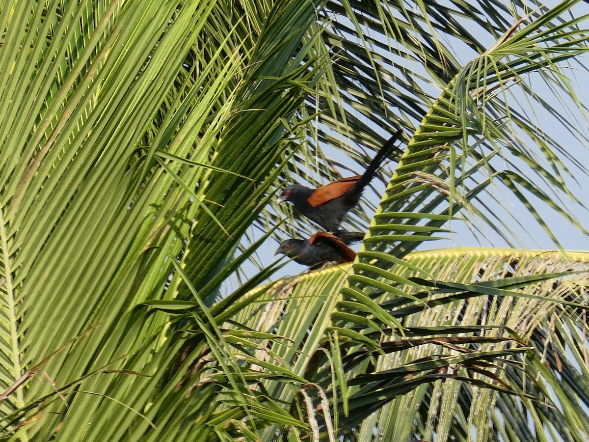 Greater Coucal - ML423821801