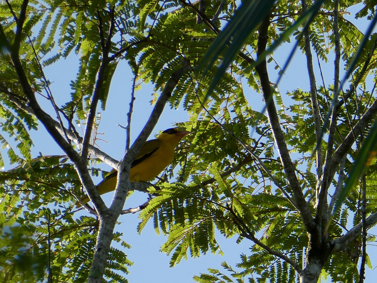 Black-naped Oriole - ML423821851