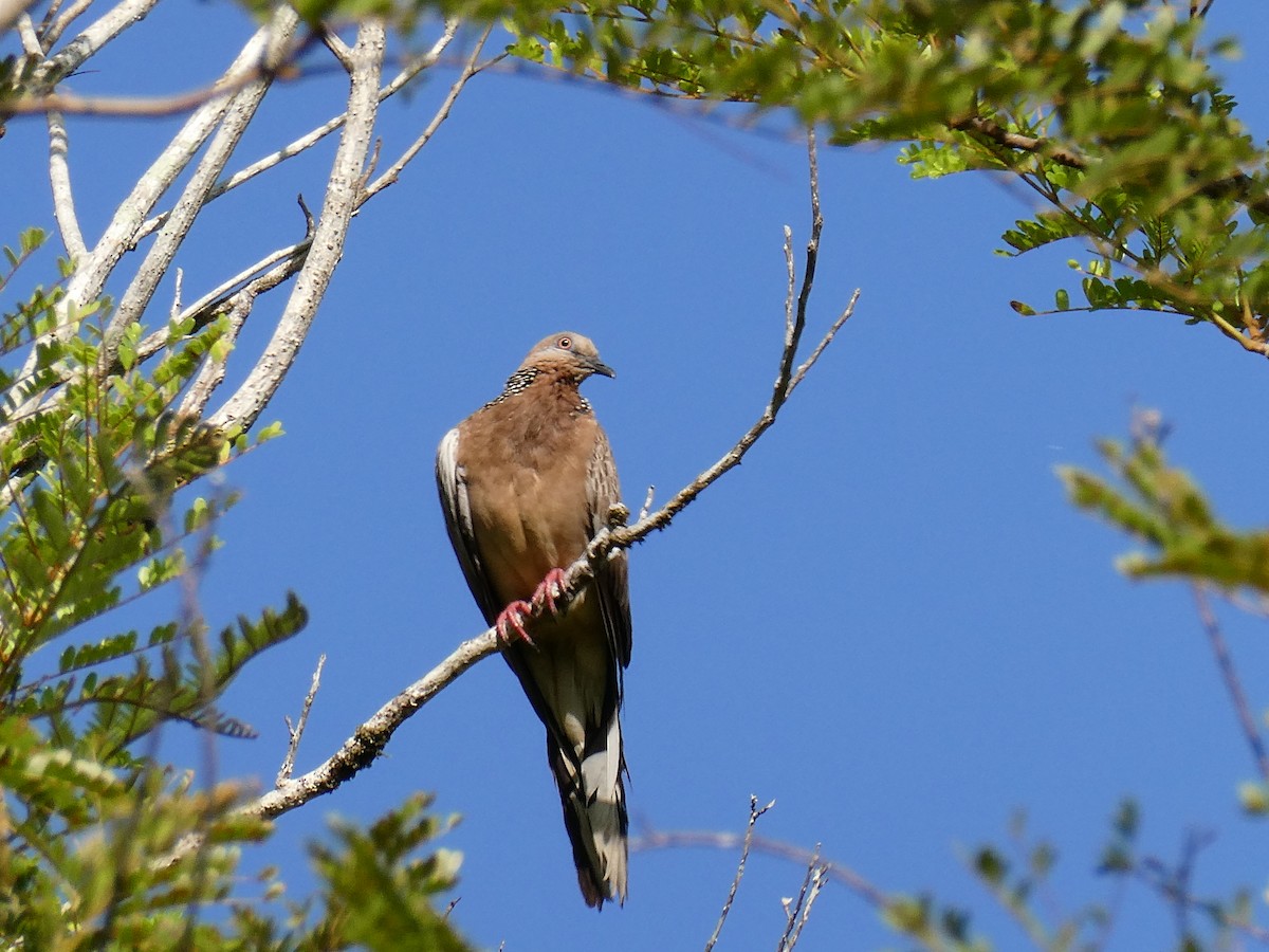 Spotted Dove - ML423821891