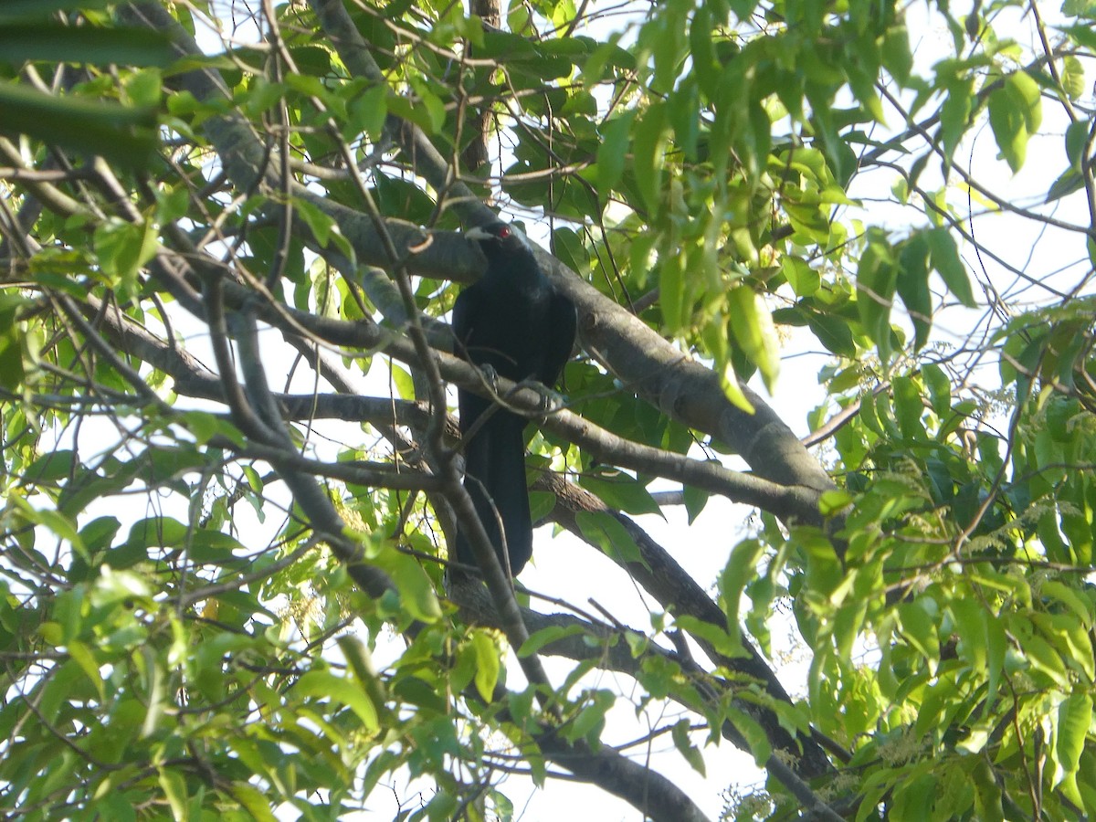 Asian Koel - ML423821901