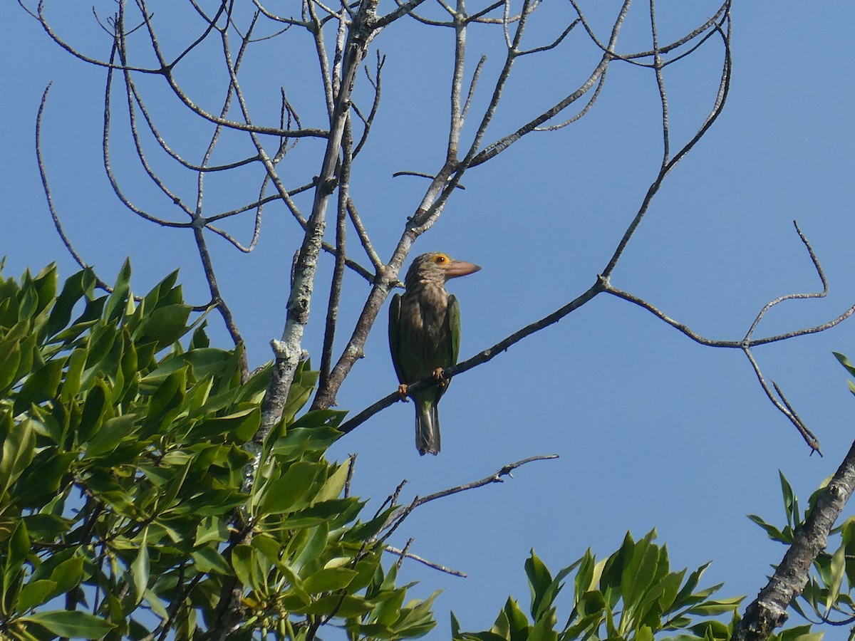 Lineated Barbet - ML423821921