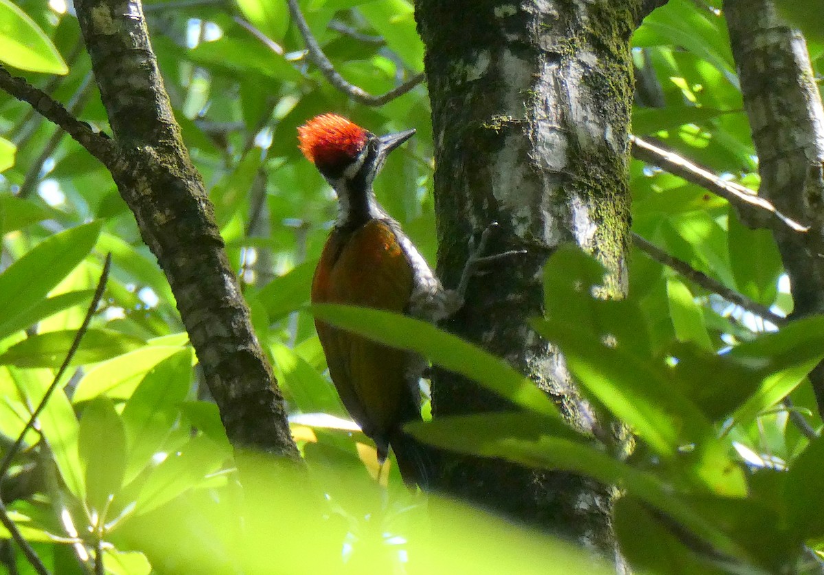 Greater Flameback - ML423821991