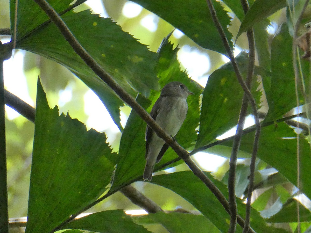 Asian Brown Flycatcher - ML423822041