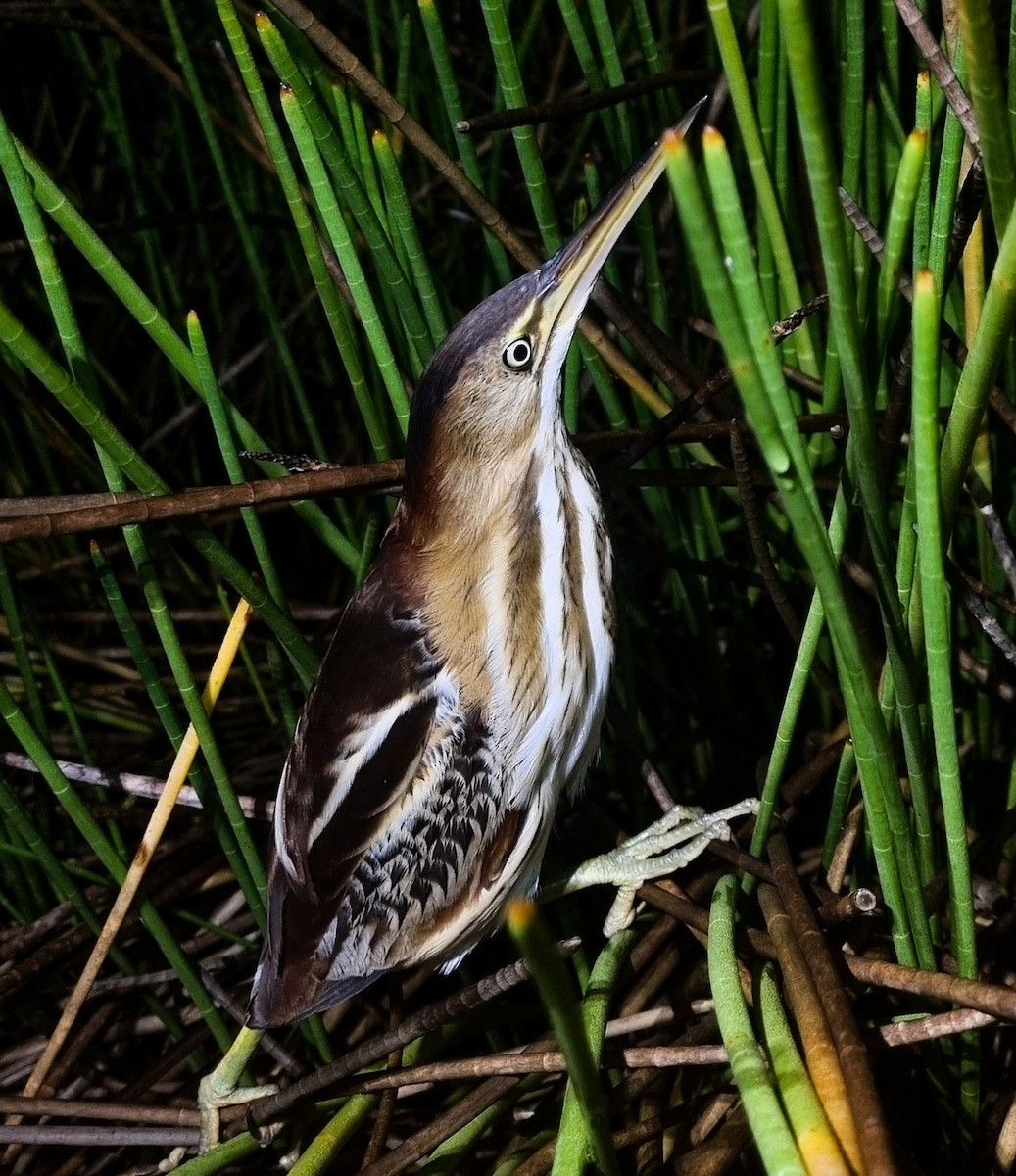 Least Bittern - ML423822251