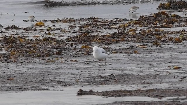 Ross's Gull - ML423823151