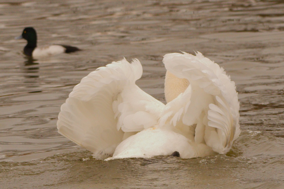 Mute Swan - ML423824361