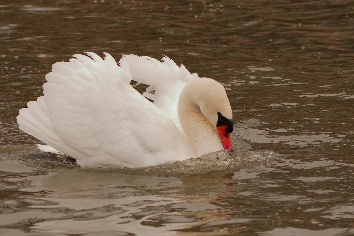 Mute Swan - ML423824381